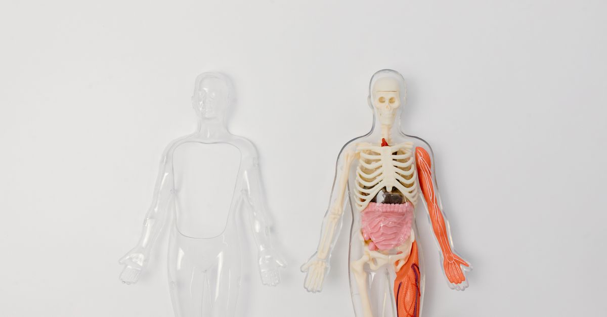 Anatomical human model showcasing internal organs and muscles on a plain background.