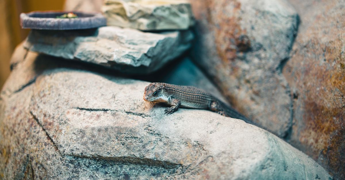 A lizard basking on rocks in a controlled habitat, showcasing natural textures.